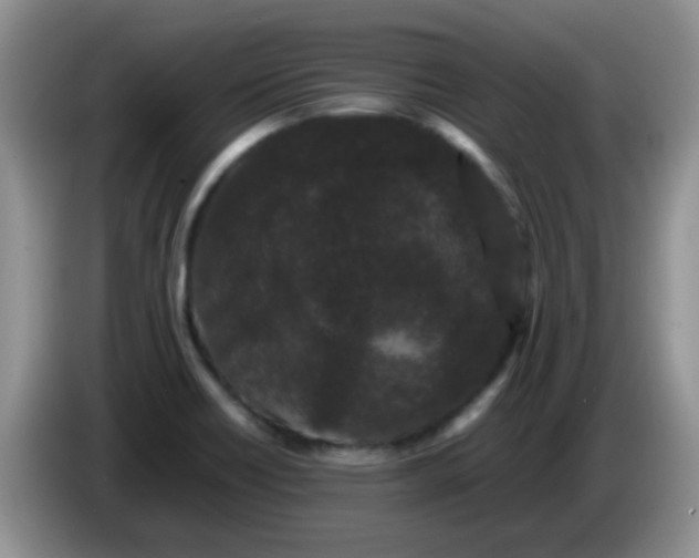 X0000086261418200704122002