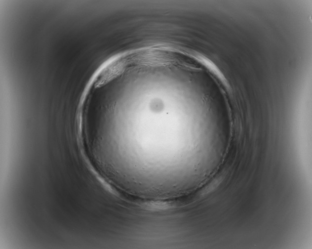 X0000086261424200704122002