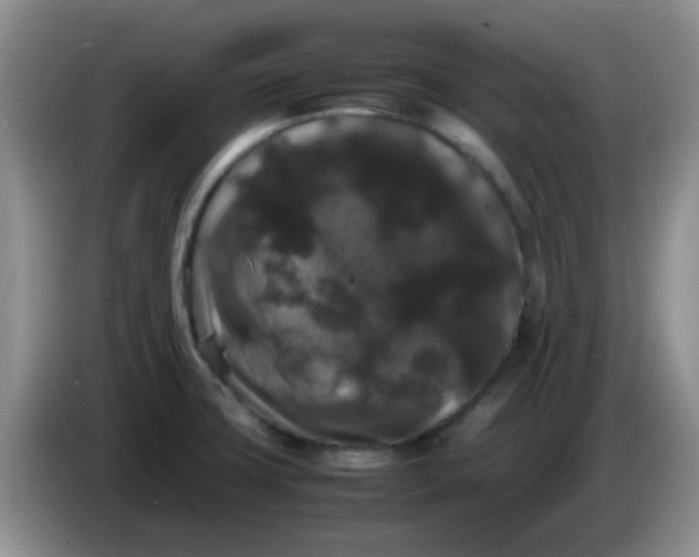 X0000086261427200704122002
