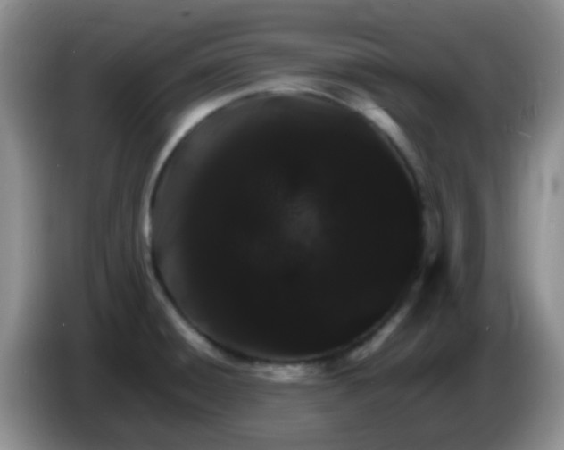 X0000086261428200704122002
