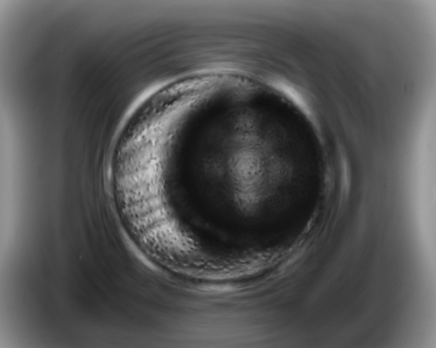 X0000086261468200704122001