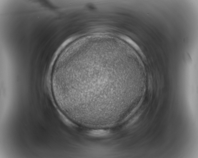 X0000086261478200704122001