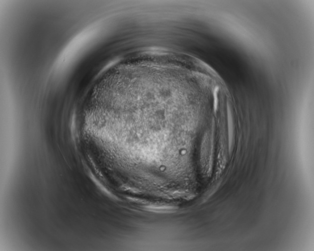 X0000086261487200704122001