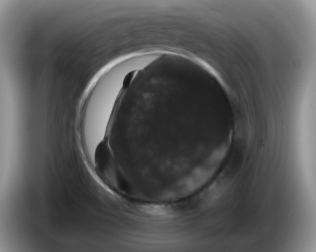 X0000086261508200704122001