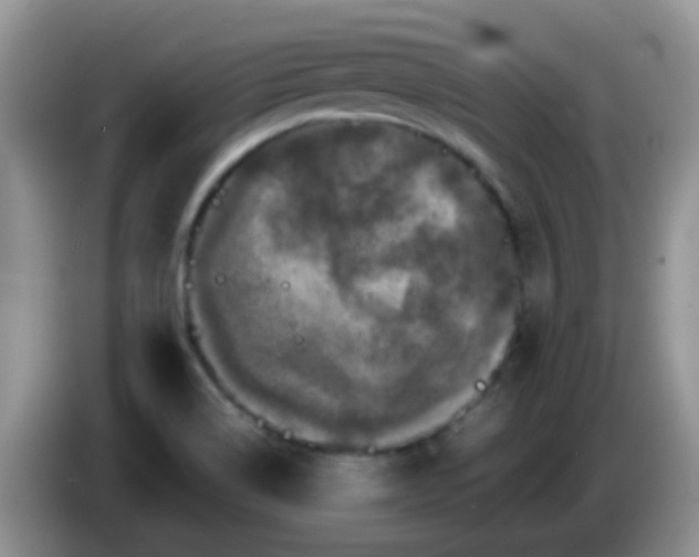 X0000086261514200704122001