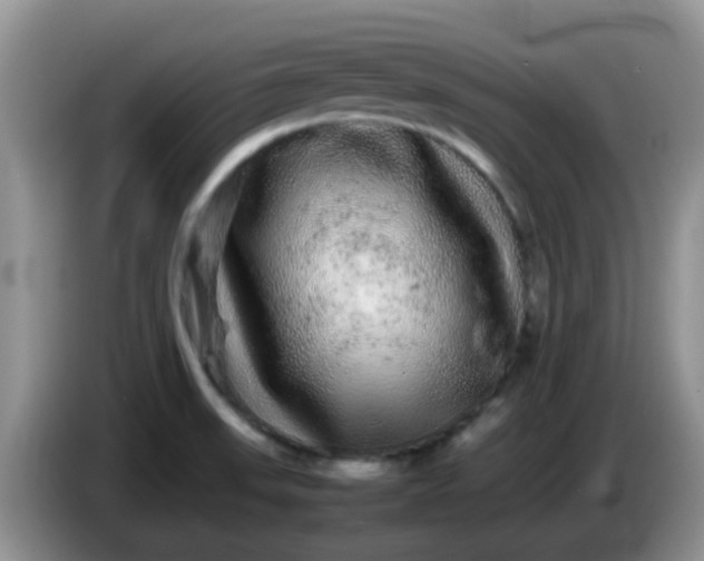 X0000086261523200704122001