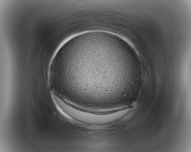 X0000086261535200704122001