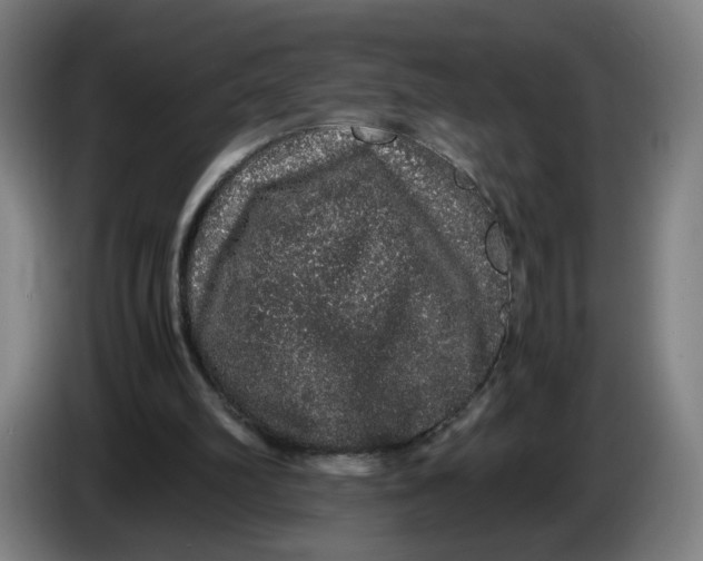X0000086260102200704191912