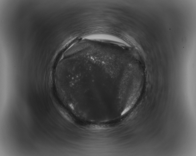 X0000086260250200704191909