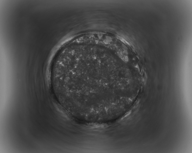 X0000086260343200704191908