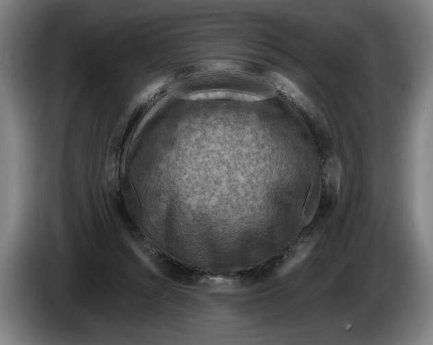 X0000086260352200704191908
