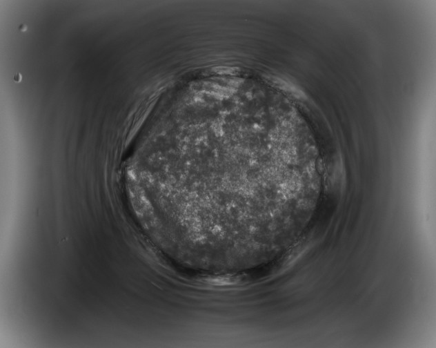 X0000086260365200704191908