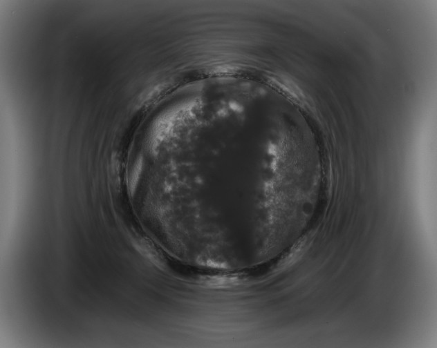 X0000086260366200704191908