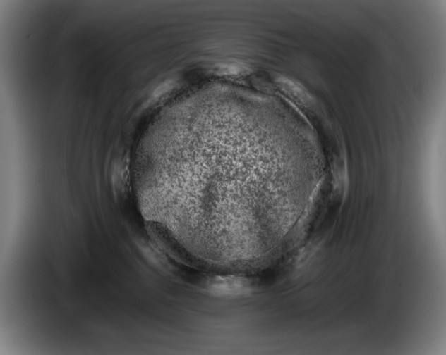 X0000086260376200704191909