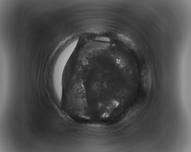 X0000086260400200704191908