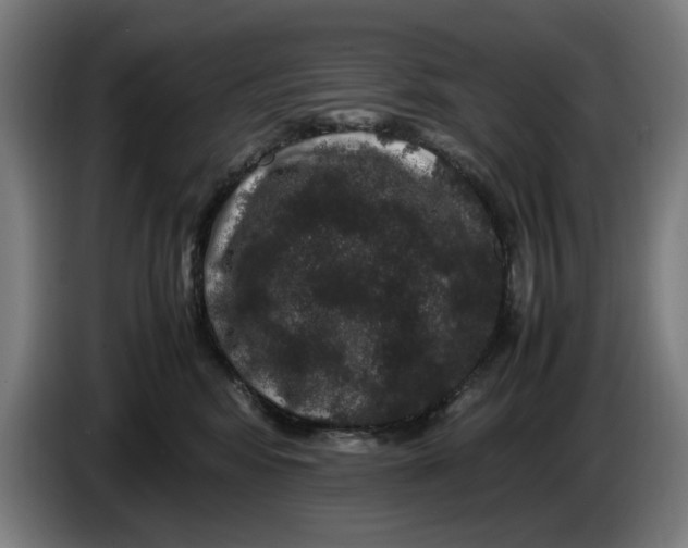 X0000086260424200704191908