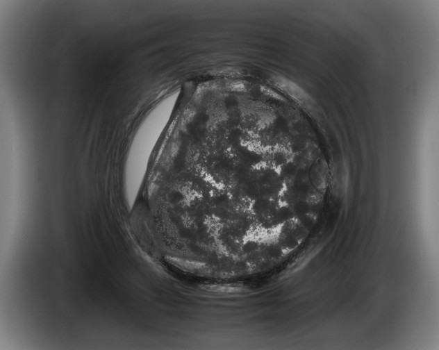 X0000086260449200704191907