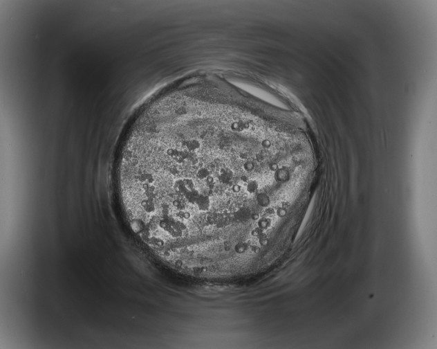 X0000086260487200704191907