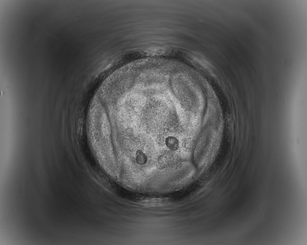 X0000086260499200704191906