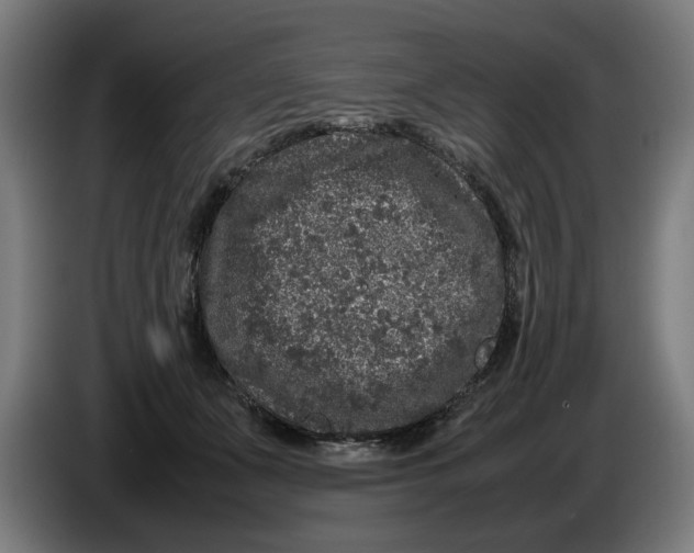 X0000086260511200704191906