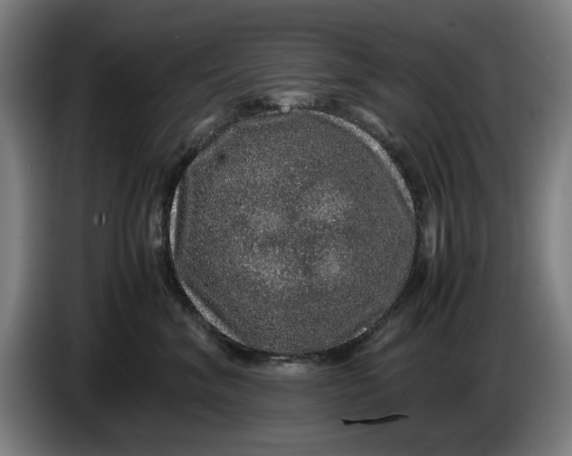 X0000086260620200704191905
