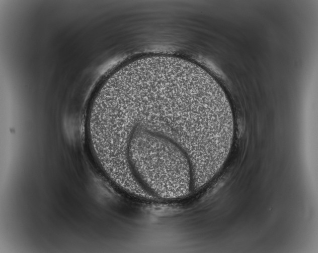 X0000086260632200704191904