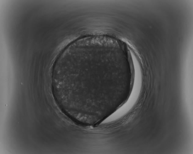 X0000086260673200704191904