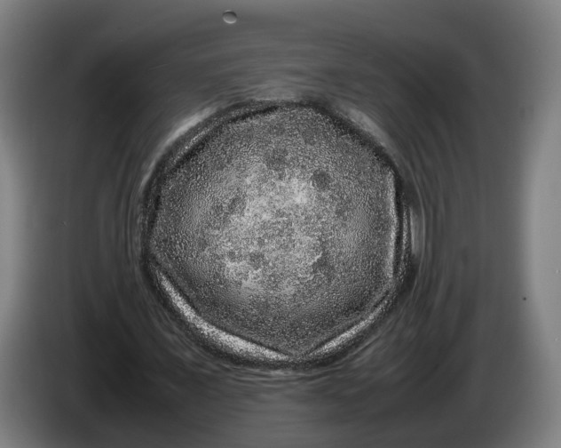 X0000086260675200704191904