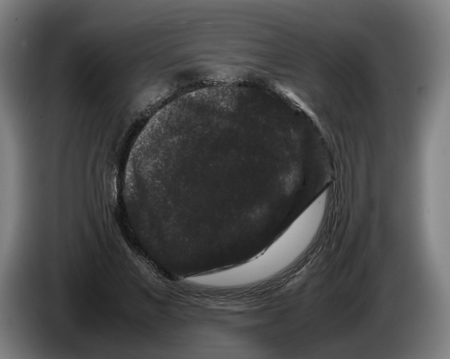 X0000086260685200704191904