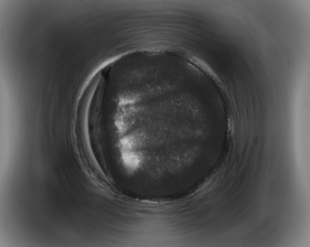 X0000086260724200704191903