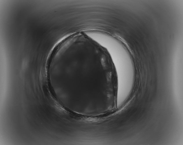 X0000086260779200704191903