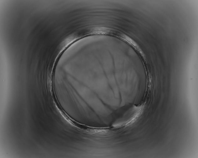 X0000086260802200704191902