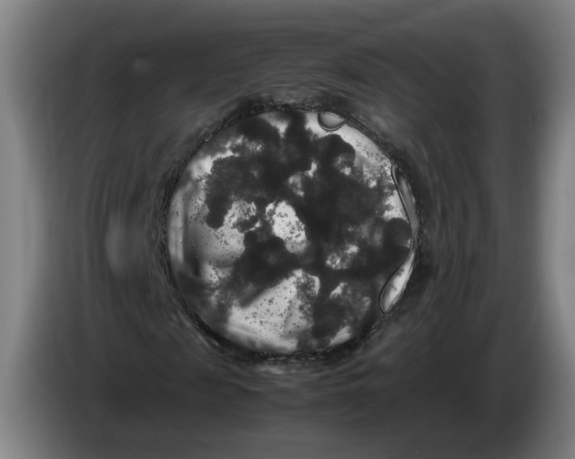 X0000086260817200704191901