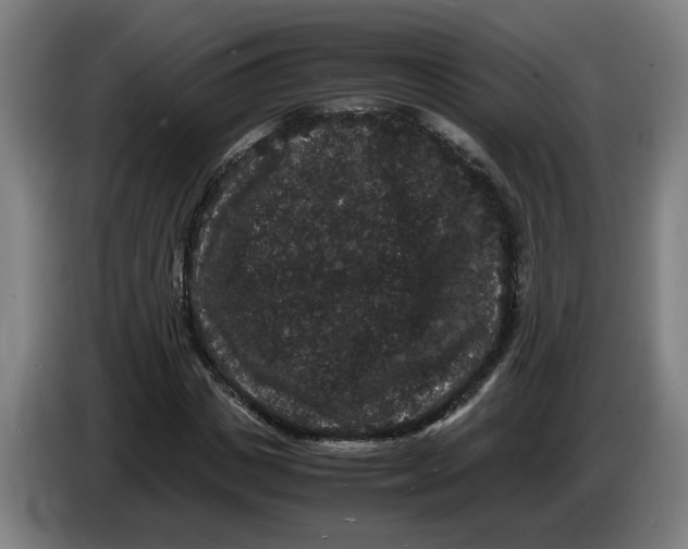 X0000086260825200704191902
