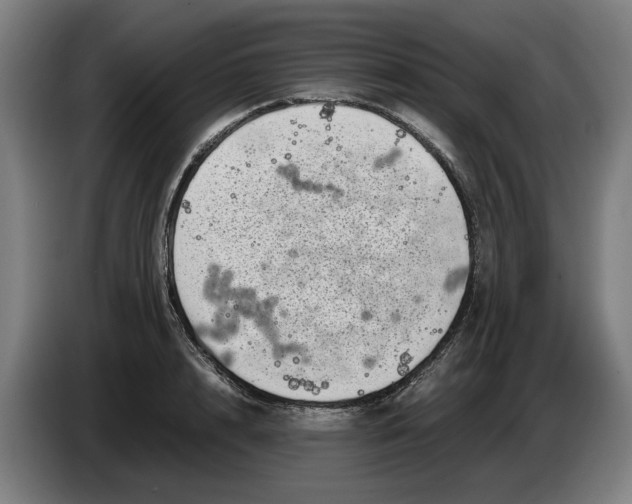 X0000086260848200704191902