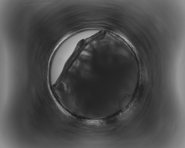 X0000086260853200704191902