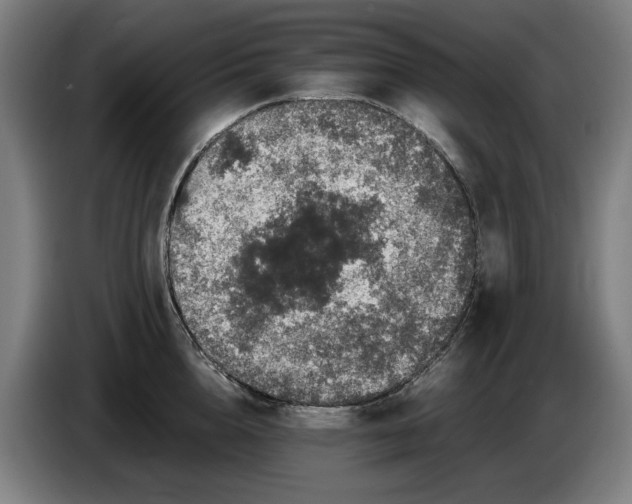 X0000086260856200704191902