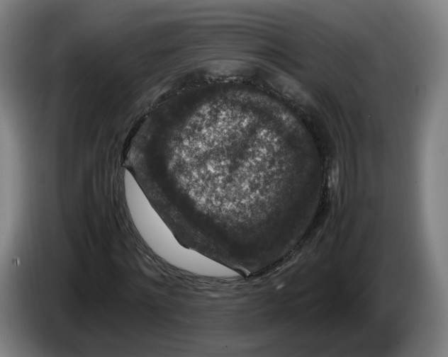 X0000086260868200704191901