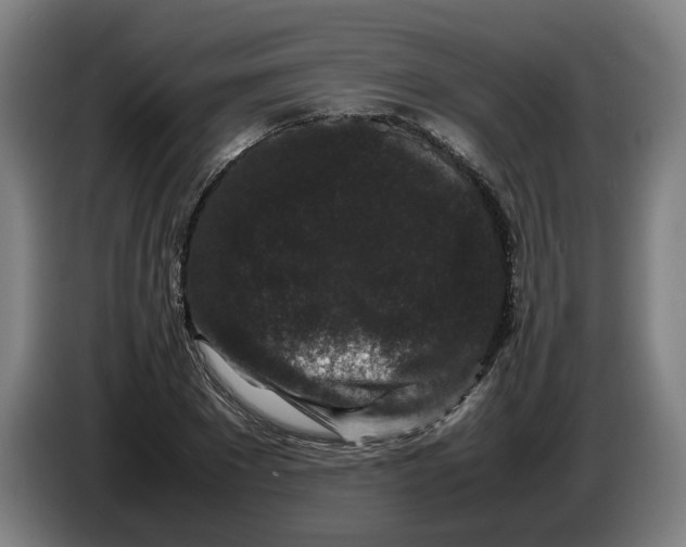X0000086260881200704191901