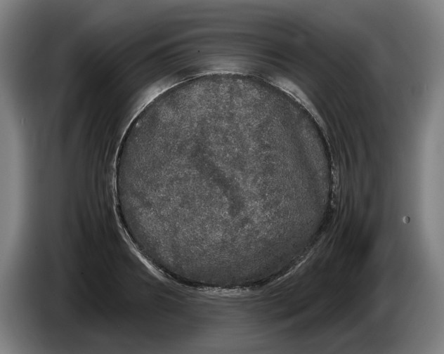 X0000086260890200704191901
