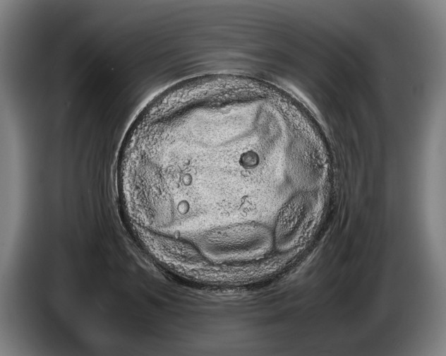 X0000086260891200704191901