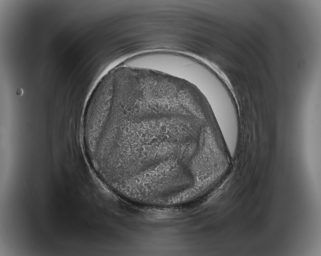 X0000086260895200704191901