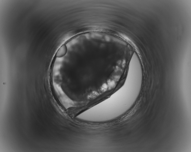 X0000086260899200704191901