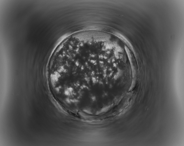 X0000086260907200704191901