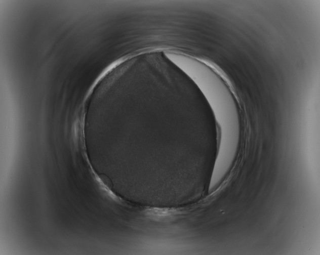 X0000086260910200704191901