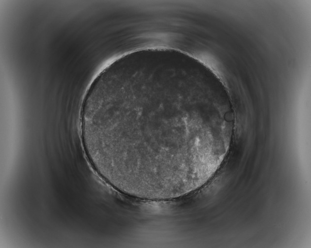 X0000086260950200704191901