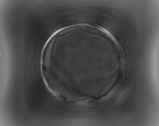 X0000086260955200704191901