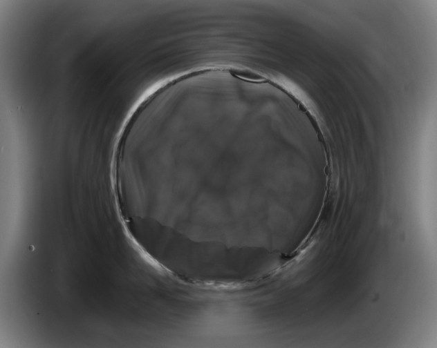 X0000086260958200704191901