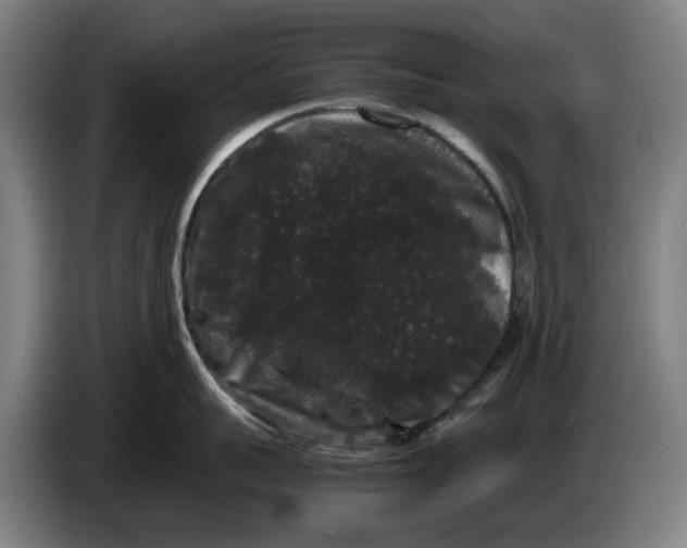 X0000086260959200704191901
