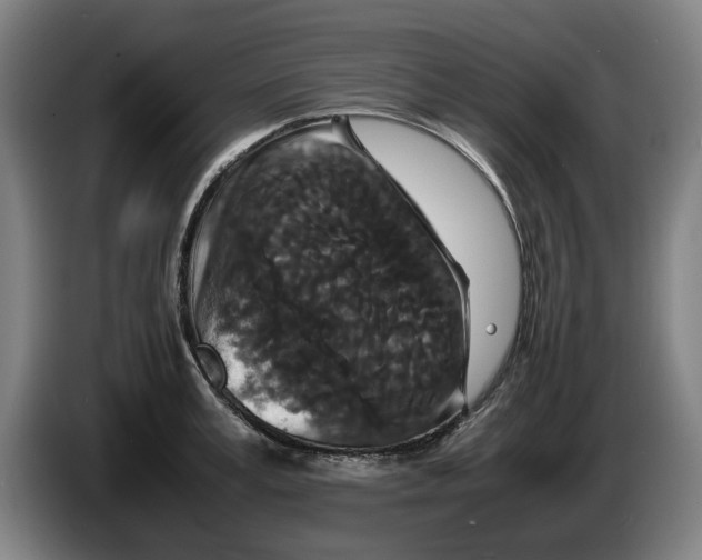 X0000086260995200704191900